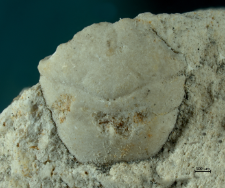 Goniodromites serratus
