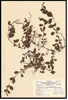 Veronica officinalis L.