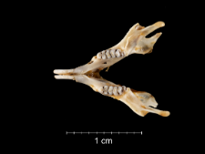 Gerbillus campestris