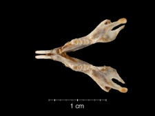 Gerbillus campestris