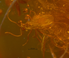 Hymenoptera (Apocrita)