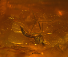 Chironomidae (Orthocladiinae)