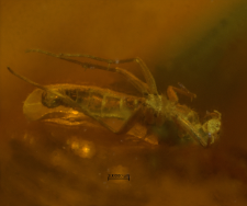 Chironomidae (Orthocladiinae)