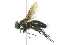 Nyctia halterata (Panzer, 1798)