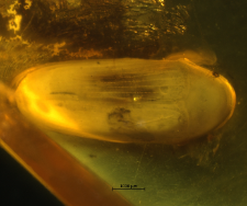 Eucnemidae