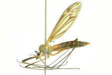 Tipula vernalis Meigen, 1804