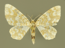 Hydrelia flammeolaria (Hufnagel, 1767)