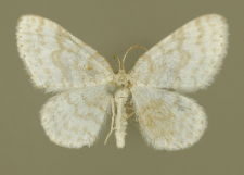 Asthena albulata (Hufnagel, 1767)