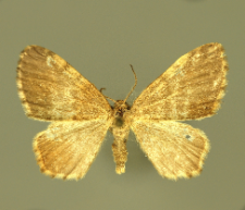 Euchoeca nebulata (Scopoli, 1763)