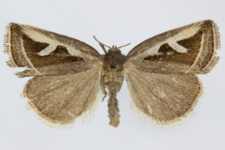Deltote uncula