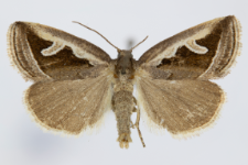 Deltote uncula