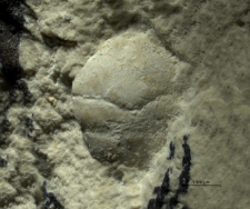 Goniodromites kubai