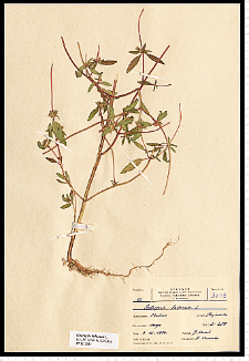 Galeopsis ladanum L.