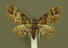 Gymnoscelis rufifasciata (Haworth, 1809)