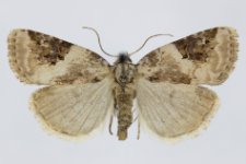 Pseudeustrotia candidula