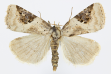 Pseudeustrotia candidula