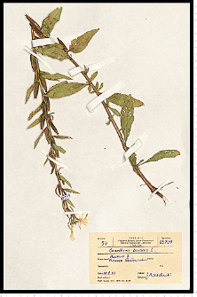 Oenothera biennis L.