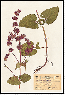 Salvia verticillata L.