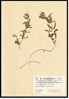 Scutellaria galericulata L.