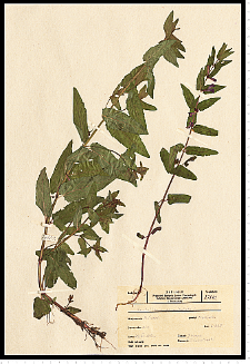 Scutellaria galericulata L.