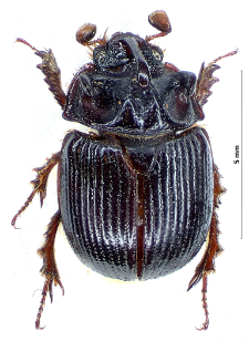 Odonteus armiger (I.A. Scopoli, 1772)