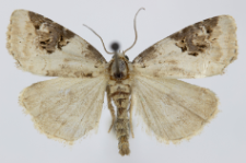 Pseudeustrotia candidula