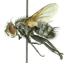 Masicera silvatica (Fallen, 1810)