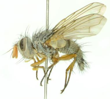 Hebia flavipes Robineau-Desvoidy, 1830