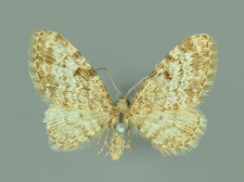Eupithecia tantillaria Boisduval, 1840
