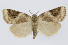 Pseudeustrotia candidula