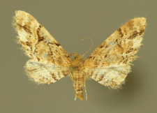 Eupithecia lanceata (Hübner, 1825)