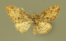 Eupithecia abbreviata Stephens, 1831