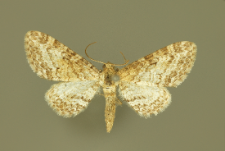 Eupithecia subumbrata (Denis & Schiffermüller, 1775)