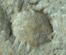 Goniodromites species