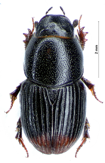Aphodius haemorrhoidalis (Linnaeus, 1758)