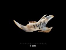Gerbillus campestris