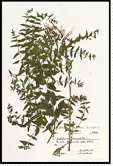 Scutellaria galericulata L.