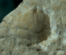 Goniodromites species