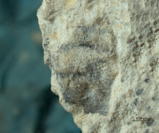 Goniodromites species