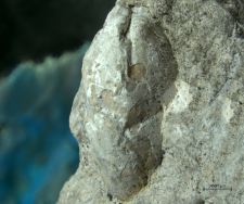 Tanidromites species