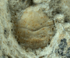 Goniodromites kubai