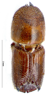 Ips acuminatus (L. Gyllenhal, 1827)