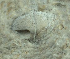 Goniodromites serratus