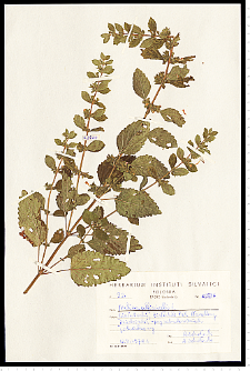 Melissa officinalis L.