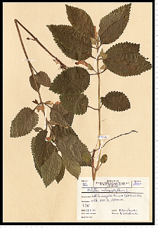 Melittis melissophyllum L.