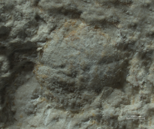 Goniodromites species