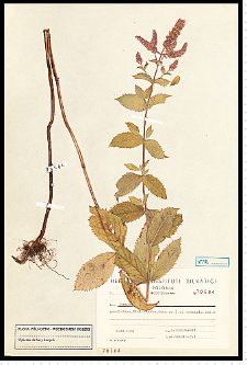 Mentha longifolia (L.) L.