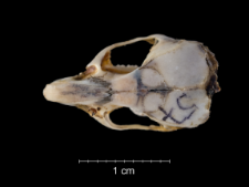 Mus musculus