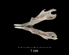 Mus musculus