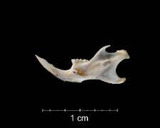 Mus musculus
